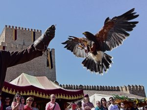 Exhibición rapaces